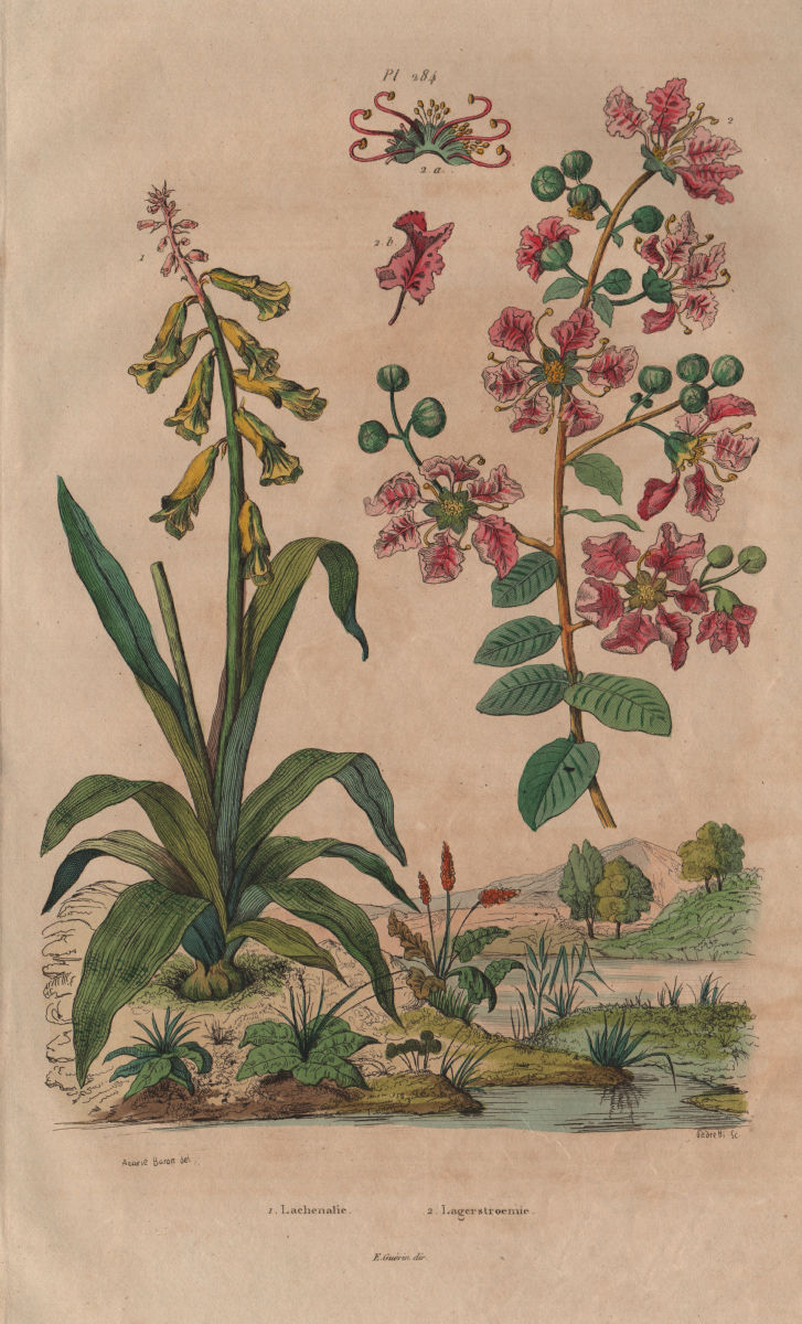 PLANTS. Lachenalia. Lagerstroemia 1833 old antique vintage print picture